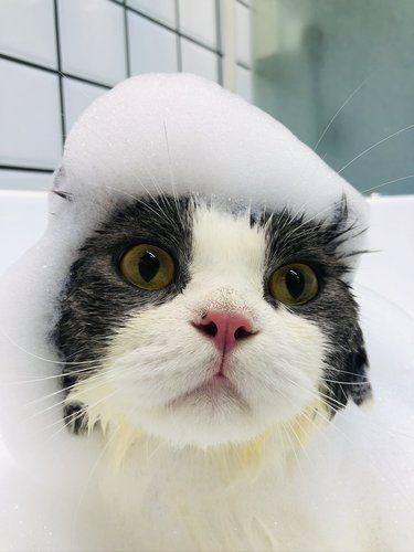 超级上镜的小猫咪