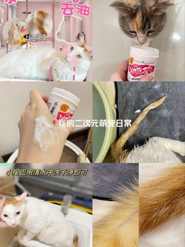 告别黏腻！猫咪油尾去油秘籍大公开