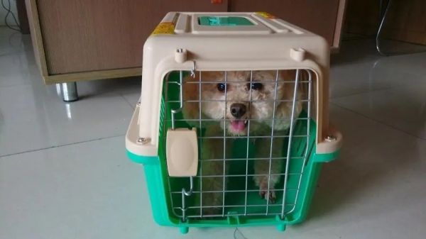 濮阳 小狗托运 专车 托运运输
