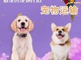 烟台有实体店爱宠达至全国宠物托运全国连锁