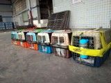 烟台福山宠物运输 宠物出国 国际宠物托运 宠物托运公司电话