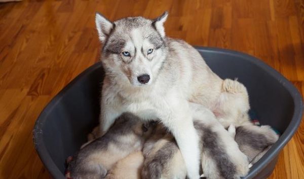 幼犬患分离焦虑症并不少见，铲屎官应该如何帮它治疗分离焦虑症