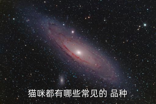 猫咪都有哪些常见的 品种