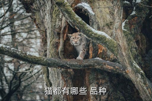 猫都有哪些 品种