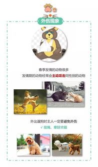 如何预防宠物走失？？养宠物必备的五个防丢小技巧