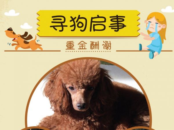 狗狗走失如何找回