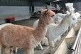 宁夏宠物羊驼养殖出售出租