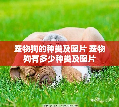 宠物狗的种类及图片 宠物狗有多少种类及图片