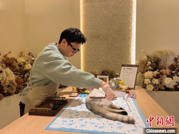 图为宠物殡仪馆内，工作人员在为去世的小猫做最后的毛发梳理。　卜小钊 摄