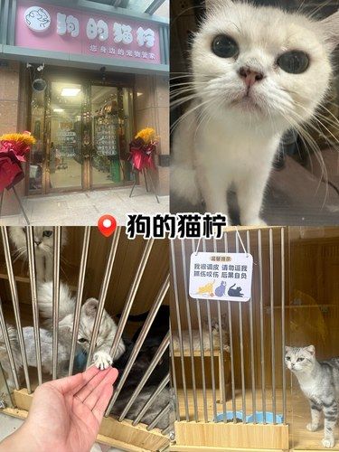 猫猫洗澡初体验