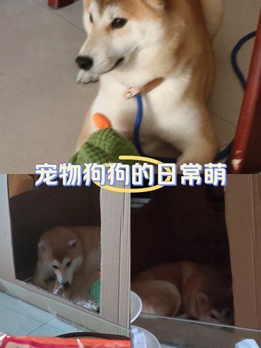 安安静静的狗狗时刻