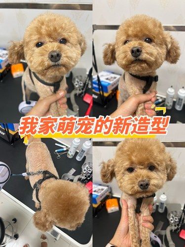真的很想夸夸老板把我们家狗修得太好看了
