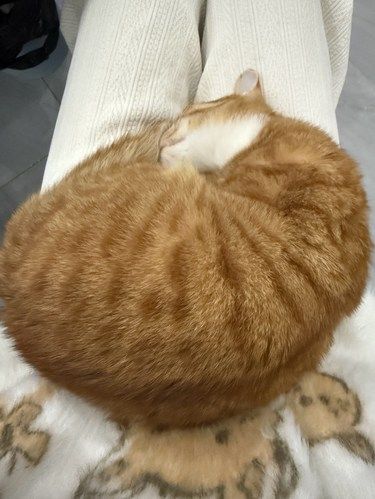 蜗牛猫申请出战