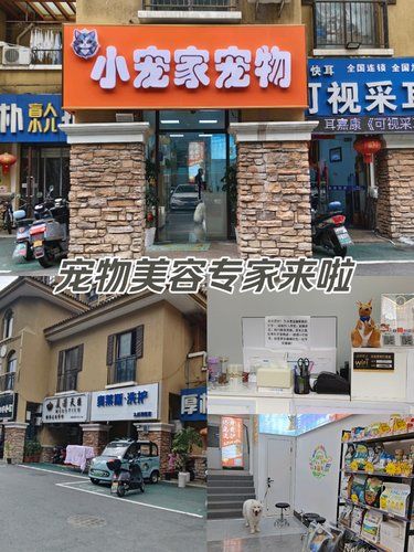 宠物美容专家来啦