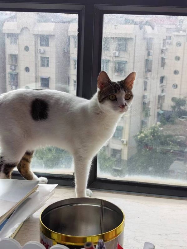 身体非常健康美猫求领养
