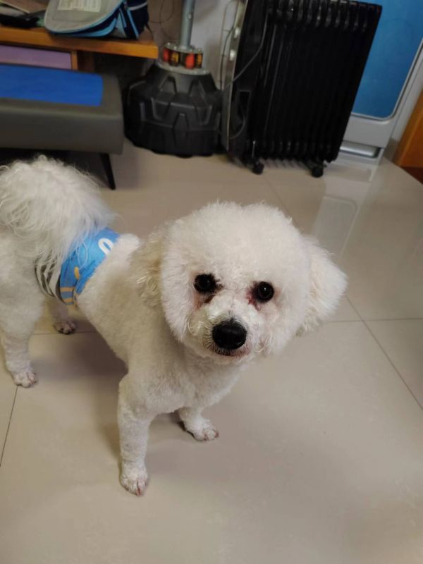 比熊犬