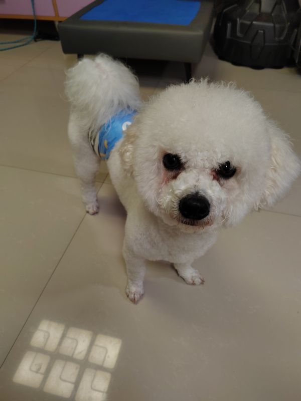 比熊犬