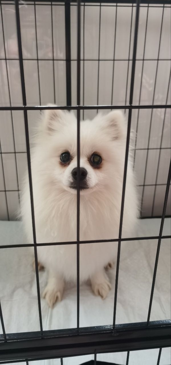 博美妹妹