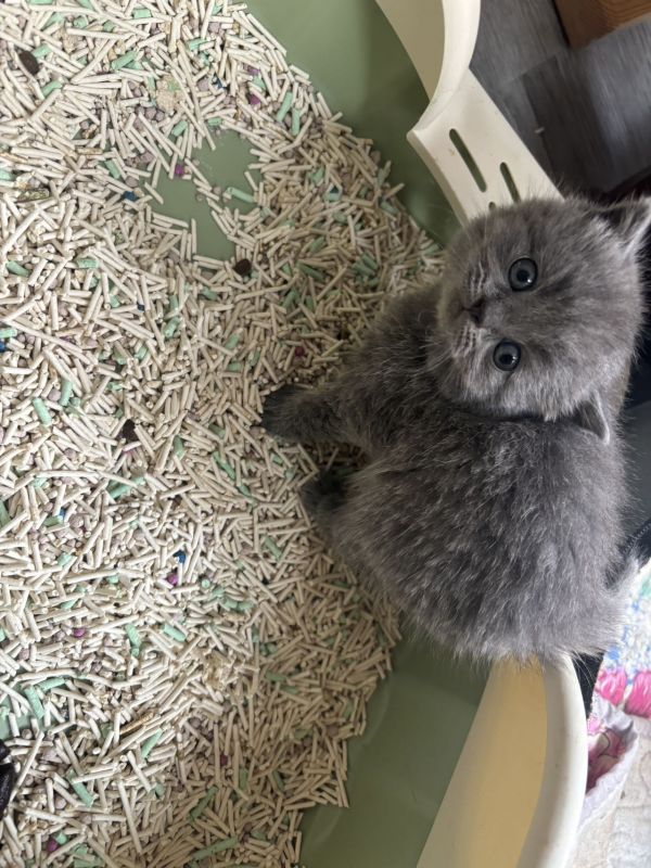 自家蓝猫生的蓝猫宝宝 公母都有 