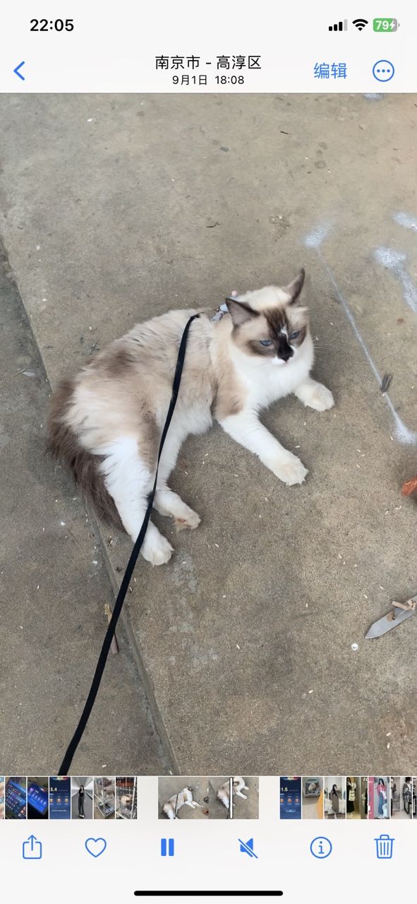 布偶猫