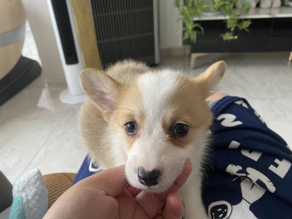 50多天的柯基妹妹（保纯）