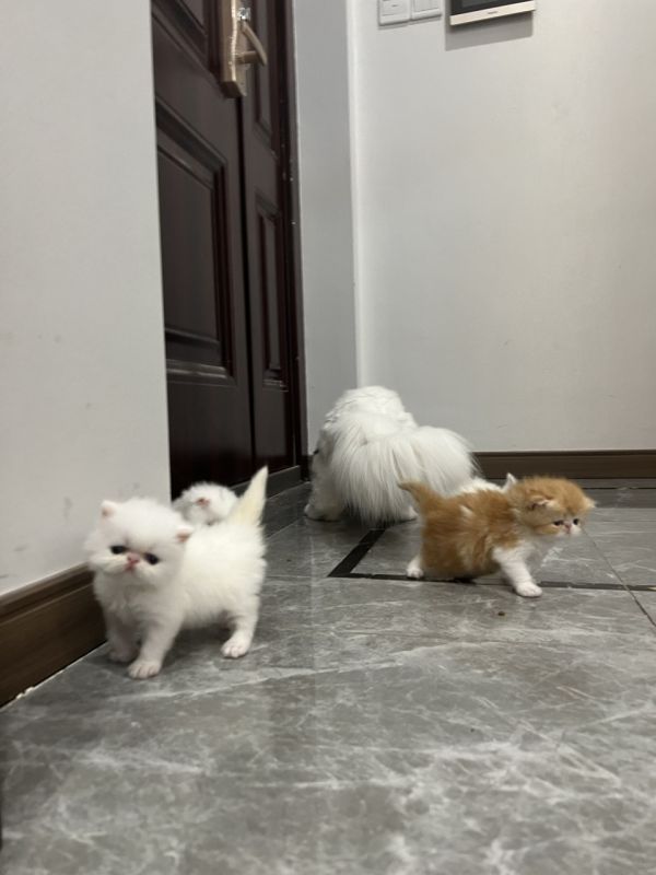 长毛加菲猫