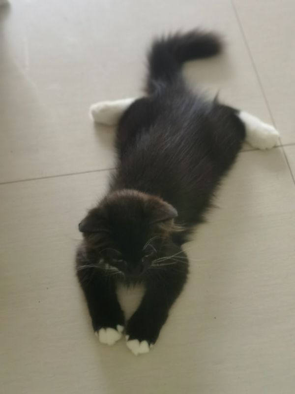 无偿领养猫