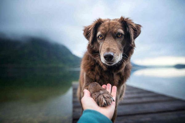 Pet Sustainability Coalition’s Earth Day Rally Eliminates Nearly 19 Tons of CO2