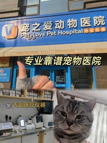 青岛专业靠谱宠物医院！毛孩子就医不走弯路！