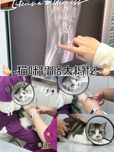 在宠之爱揭秘骨骼小秘密～