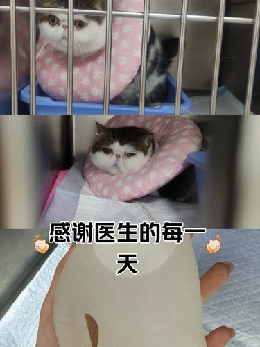 小猫治疗ing～