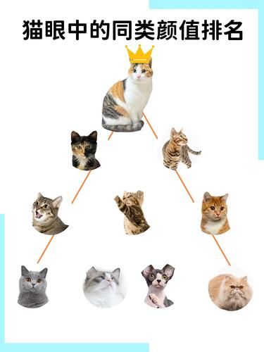 猫咪发情那些事儿，你知道多少？