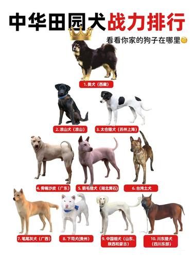 中华田园犬战力大揭秘！你家狗子排第几