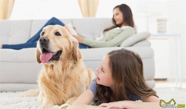 爱犬的不良的行为及纠正，知道这些方法，你的爱犬也能乖乖听话