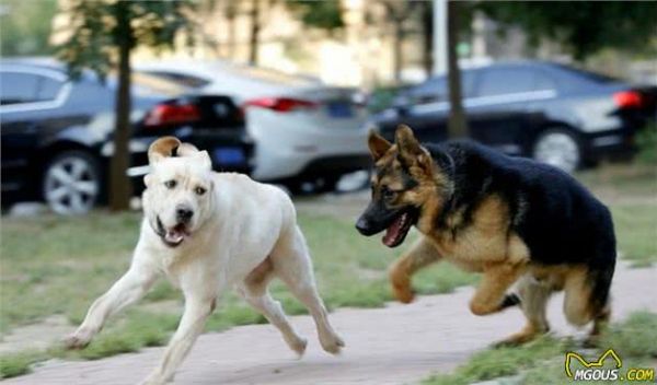 爱犬的不良的行为及纠正，知道这些方法，你的爱犬也能乖乖听话