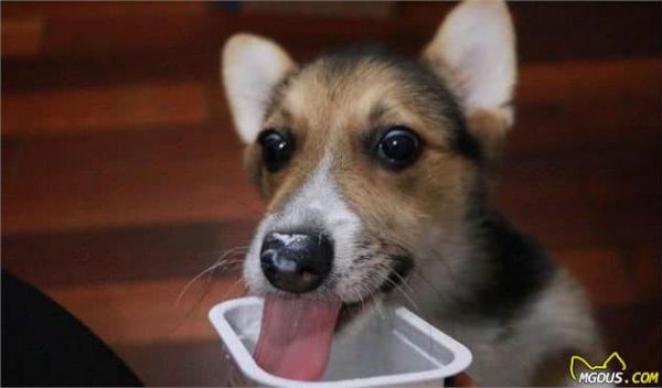 爱犬的不良的行为及纠正，知道这些方法，你的爱犬也能乖乖听话