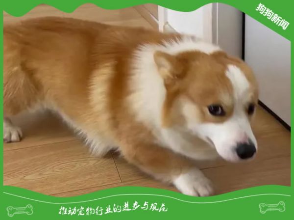 阿苯达唑片宠物狗驱虫用法用量