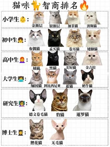 猫咪智商排名鄙视链