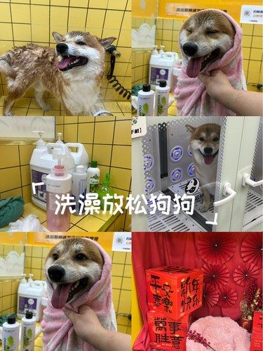 宠物自助洗澡很方便性价比又高 