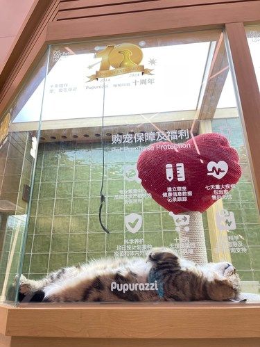 一根儿舒服小猫