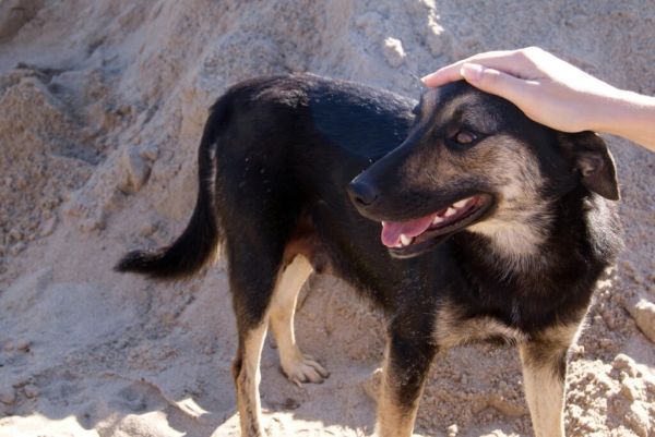Encourage good pet behaviour by using positive reinforcement for ongoing pet training.