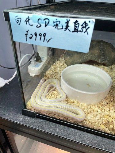 真的是养不起宠物了