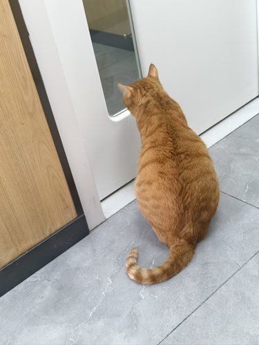 医院里的猫咪日常