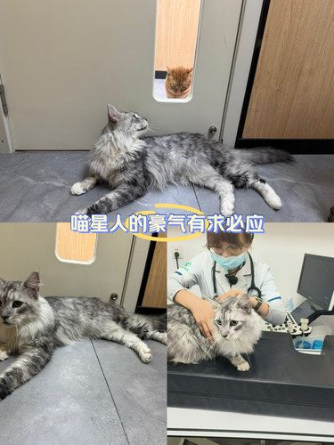 小猫来体检啦
