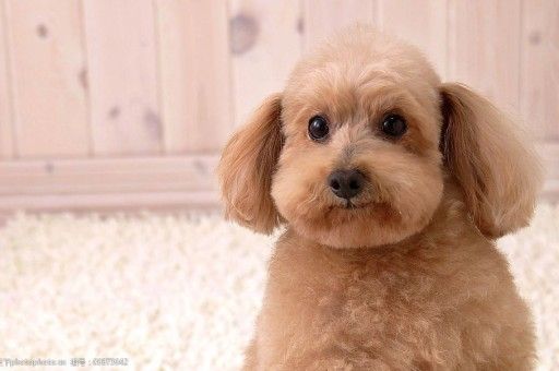 比熊犬能吃什么水果(比熊吃橘子吗)