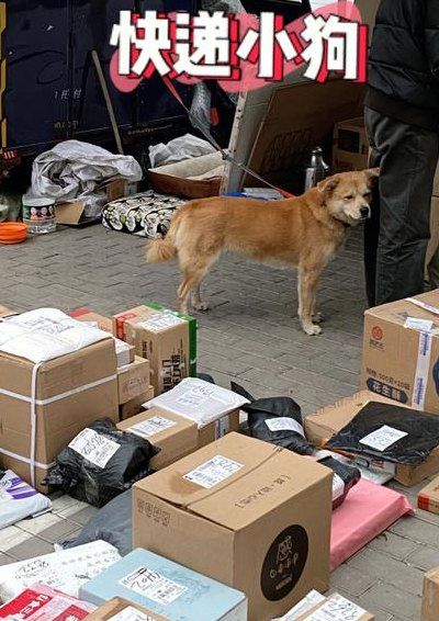 寄狗狗用什么快递公司（寄狗狗用什么快递公司价格多少顺风车）