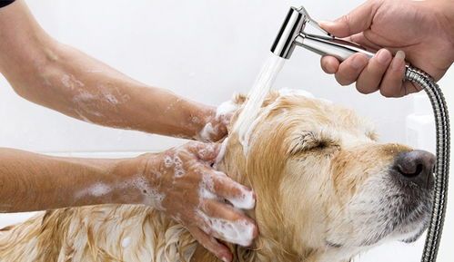 宠物与人：如何让宠物更健康快乐？养宠物必备的健康护理指南