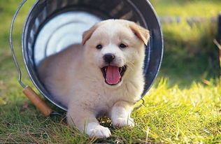 宠物与人：如何让宠物更健康快乐？养宠物必备的健康护理指南