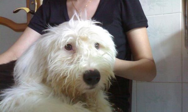 古代牧羊犬的养护之道（成为一名合格的牧羊犬主人）