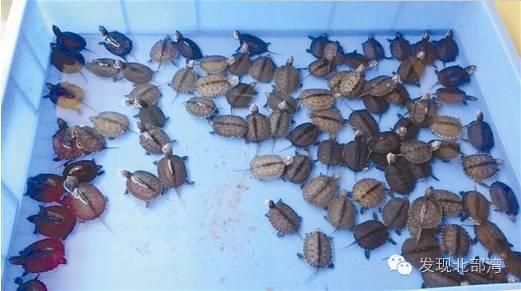 养龟如炒股，名龟价格断崖式下跌，销路都在圈内